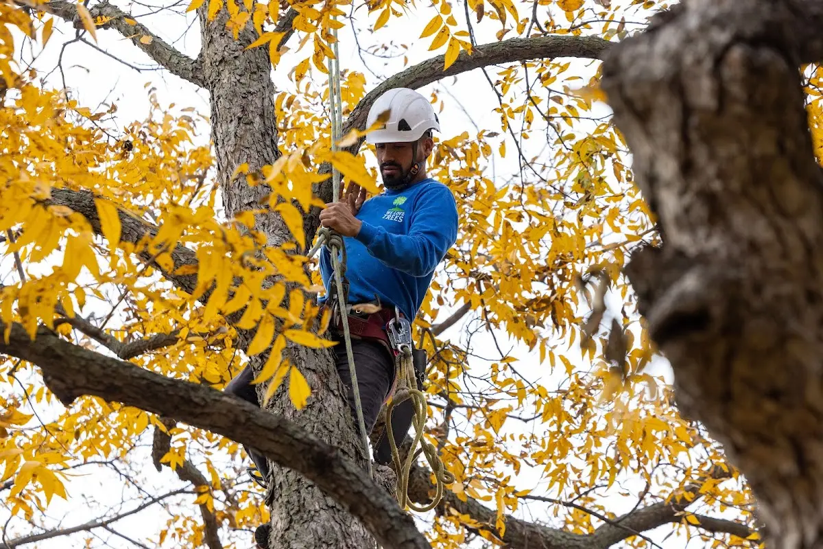 Skilled Dead Tree Removal crew working in Munising